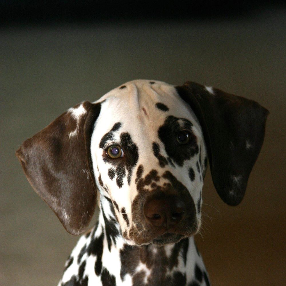 Meet your Posher, Lily